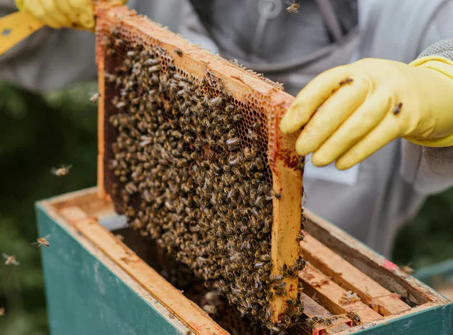 The Story Behind Premium Honey: Nature’s Liquid Gold